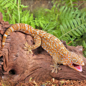 Female T- Albino Tokay Gecko for sale