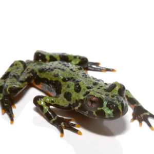Firebelly Toad for sale