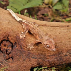 Frappuccino Crested Gecko for sale