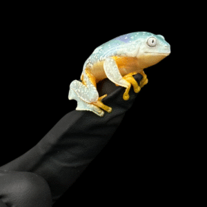 Fringe Leaf Frogs – Cruziohyla Craspedopus for sale