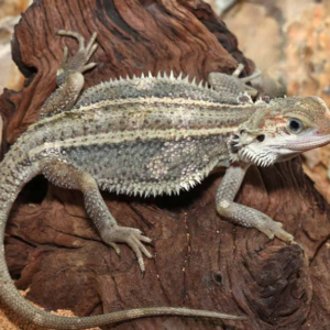 Genetic Stripe Translucent Bearded Dragon for sale