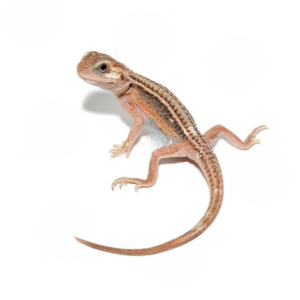 Genetic Stripe Translucent Bearded Dragon for sale