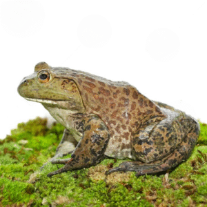 Giant American Bullfrog for sale