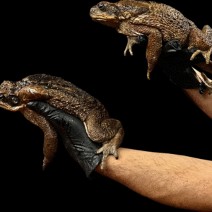 Giant Suriname Marine Toads – Rhinella Marina for sale