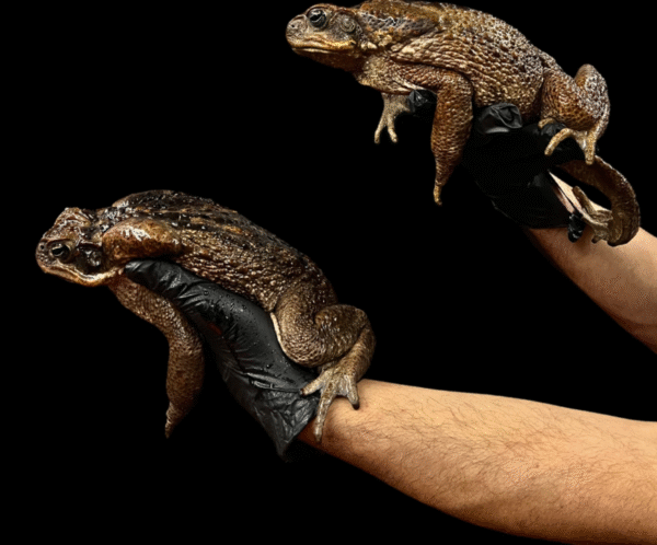 Giant Suriname Marine Toads – Rhinella Marina for sale