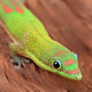 Gold Dust Day Gecko for sale.