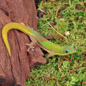 Gold Dust Day Gecko for sale