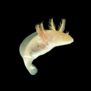 Golden Albino Axolotl for sale.