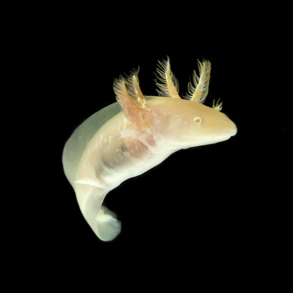 Golden Albino Axolotl for sale.
