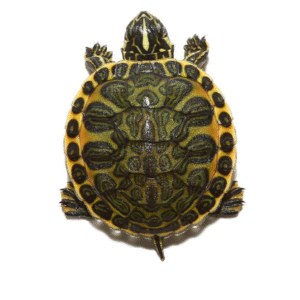 Golden Flame Florida Redbelly for sale