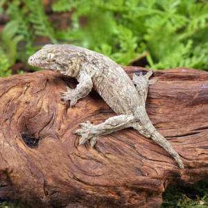 Gran Terre Nu Ana Leachianus Gecko for sale
