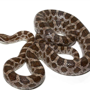 Great Plains Ratsnake for sale.