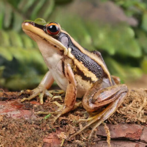 Green Cascade Frog for sale.