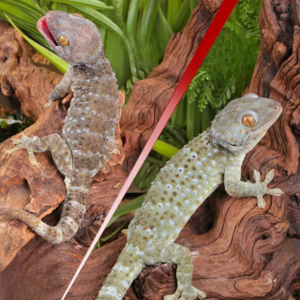 Green Codom Tokay Gecko Pair for sale