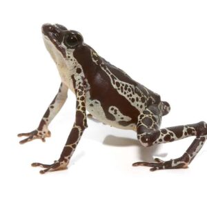 Green Harlequin Toad for sale