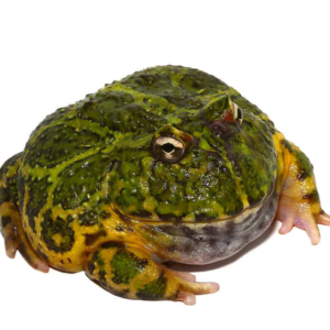 Green Ornate Dragon Wing Pacman Frog for sale