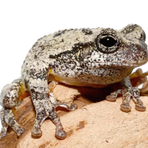 Grey Tree Frog for sale