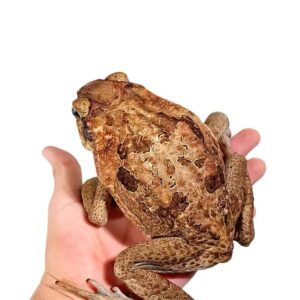 Guyana Giant Marine Toad for sale