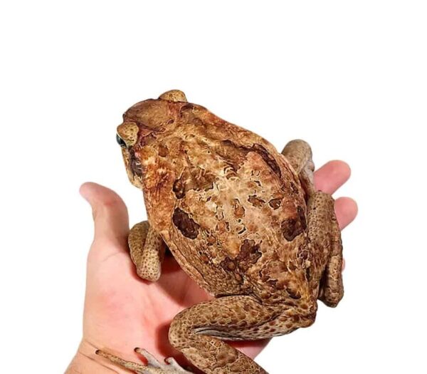 Guyana Giant Marine Toad for sale