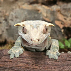 Harlequin Tailless Crested Gecko for sale
