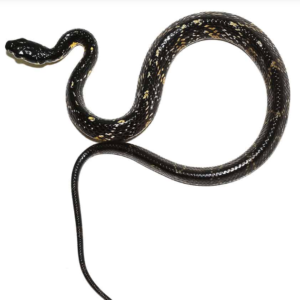 Hatchling Suriname Tiger Ratsnake for sale
