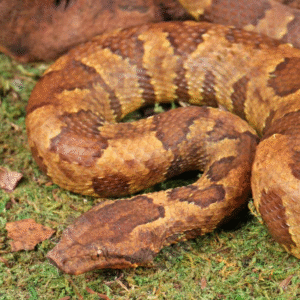 Here’s Viper Boa for sale.