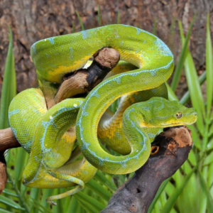 High Blue Jayapura Green Tree Python for sale
