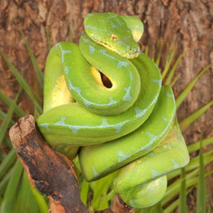 High Blue Manokwari Green Tree Python for sale