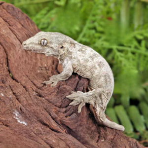High Pink Dorsal Stripe Leachianus Gecko for sale