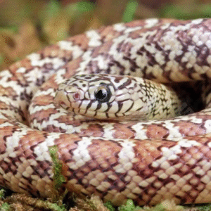 Hyperaxanthic Florida Kingsnake for sale.