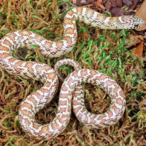 Hyperaxanthic Florida Kingsnake for sale