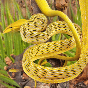 Hypo Asian Vine Snake for sale.