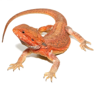 Inferno Dunner Blue Bar Bearded Dragon for sale