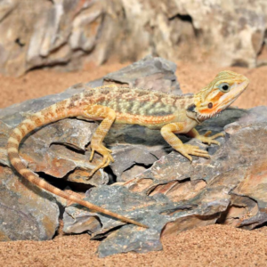 Inferno Translucent Bearded Dragon for sale