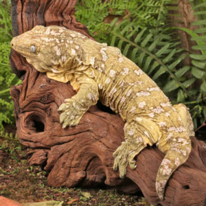 Island Leachianus Gecko for sale