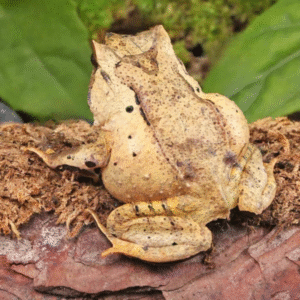 Javan Horned Frog for sale