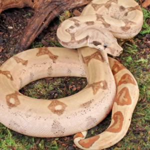 Jungle Fire Het Leucistic Redtail Boa for sale