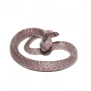 Juvenile Axanthic Brooks Kingsnake for sale