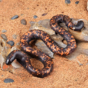 Juvenile Calabar Python for sale.