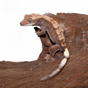 Juvenile Cappuccino Crested Gecko for sale
