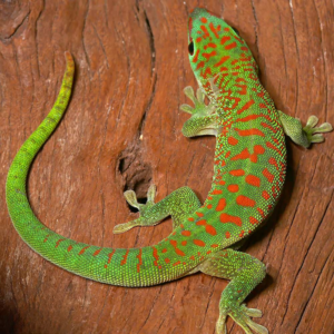 Juvenile Crimson Giant Day Gecko for sale