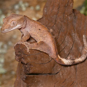 Juvenile Dalmatian Crested Gecko for sale
