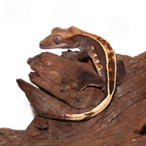 Juvenile Full Pinstripe Crested Gecko for sale