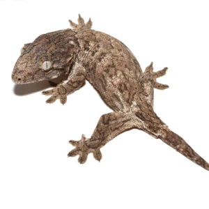 Juvenile GTX Leachianus Gecko for sale