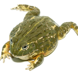 Juvenile Giant Pixie Frog for sale