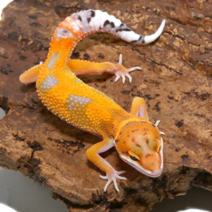 Juvenile Jungle Designer Leopard Gecko for sale