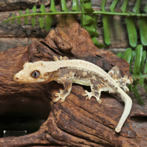 Juvenile Lilly White Crested Gecko for sale