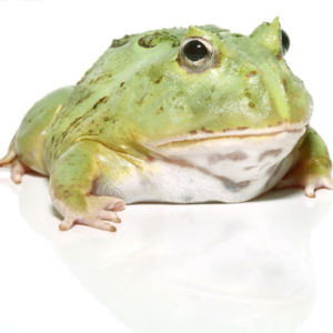 Juvenile Matcha Pacman Frog for sale