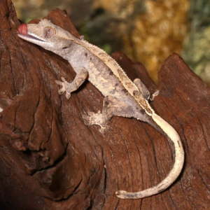 Juvenile Partial Pinstripe Crested Gecko for sale