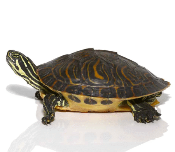 Juvenile Peninsula Cooter Turtle for sale